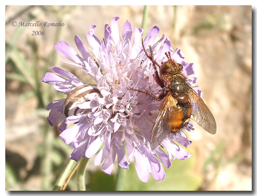 Tachina fera, il bel Dittero parassita di farfalle notturne